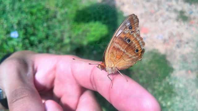 Mariposa posando en una mano - Banco de imágenes católicas