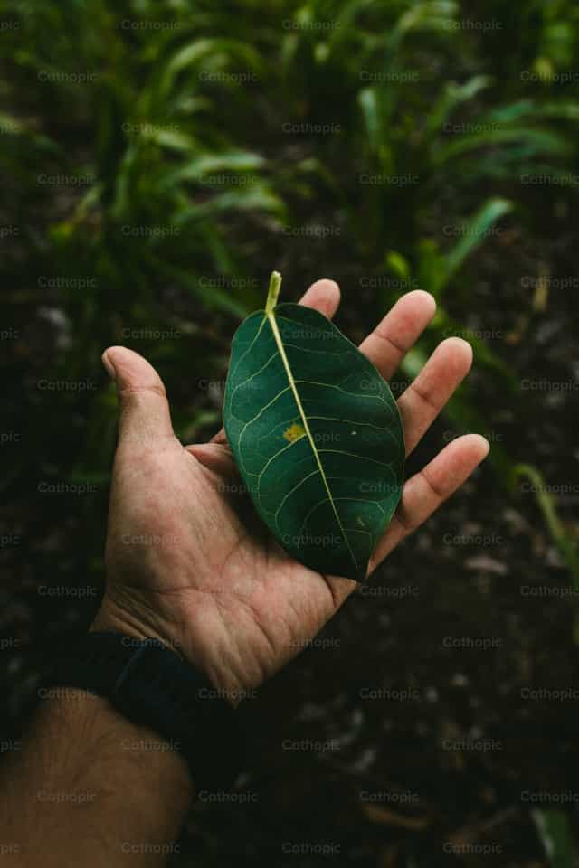 Hand die een groen blad vasthoudt - Katholieke stockfoto's