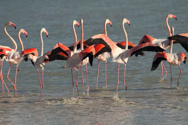 Flamencos a punto de levantar el vuelo - Banco de imágenes católicas - Fotografía por Ignazio Serra
