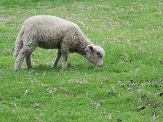 Sheep - Catholic stock images