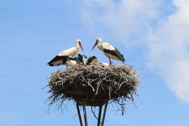 Familia de cigüeñas - Banco de imágenes católicas - Fotografía por Cristina Grigore