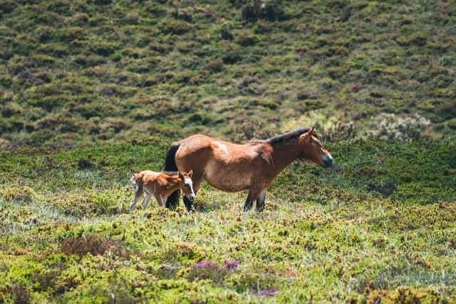 Caballo y potro en el prado - Banco de imágenes católicas - Fotografía por Santiago de la Hoz