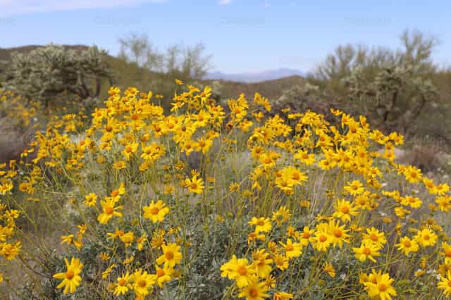 Flores del desierto - Banco de imágenes católicas