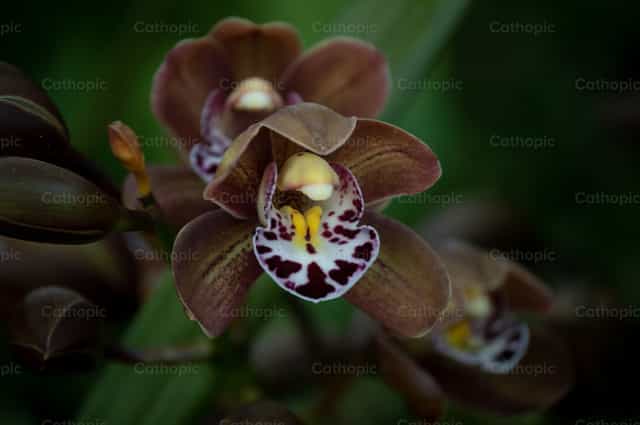 Orquídea - Banco de imágenes católicas - Fotografía por Carolina BR