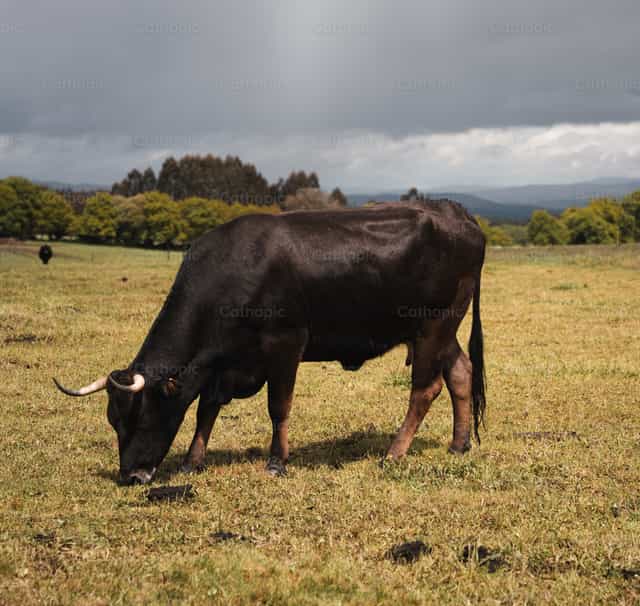 Vaca española - Banco de imágenes católicas