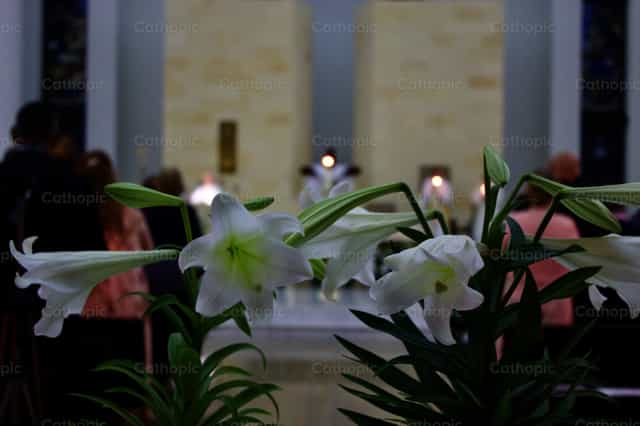 Lirios de Pascua en flor: un símbolo de resurrección - Banco de imágenes católicas - Fotografía por James Speelman