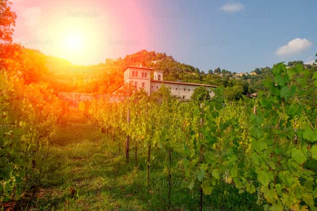 Viñedo iluminado por el sol - Banco de imágenes católicas - Fotografía por Pierluigi Palazzi