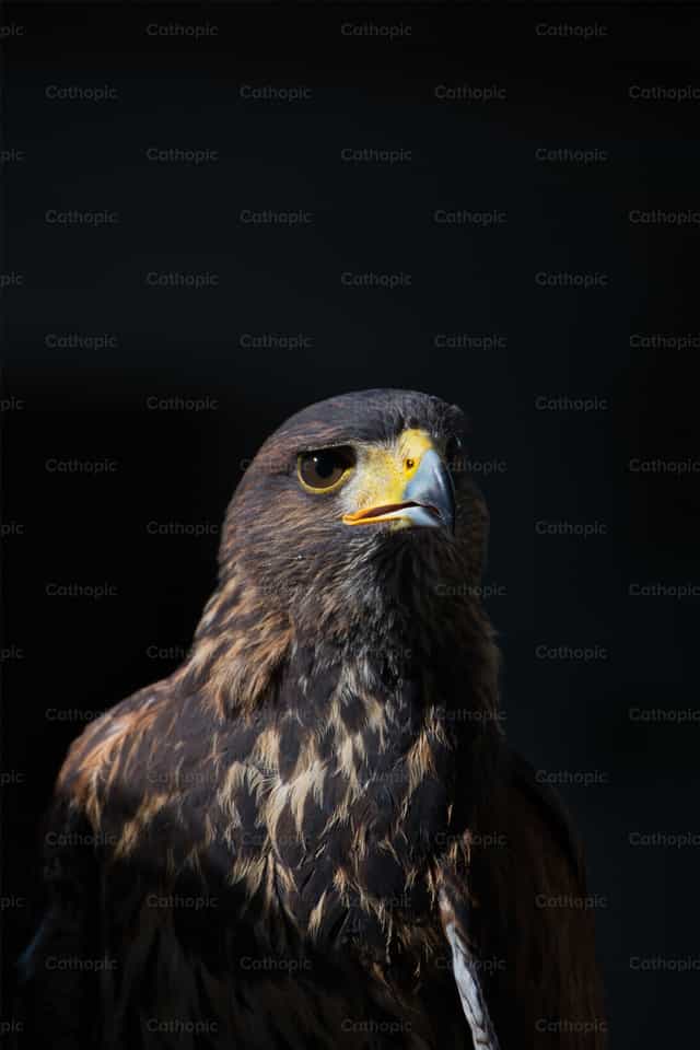 Falcon - Banco de imágenes católicas