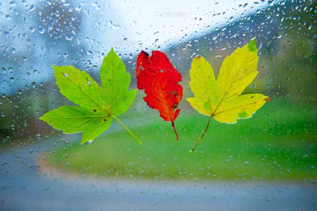 Colorful leaves on wet glass - Catholic stock images - Photo by Pierluigi Palazzi