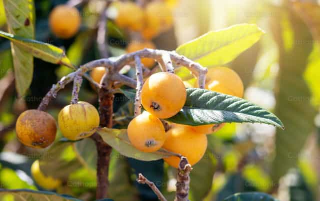 Nísperos maduros colgando de la rama de un árbol - Banco de imágenes católicas