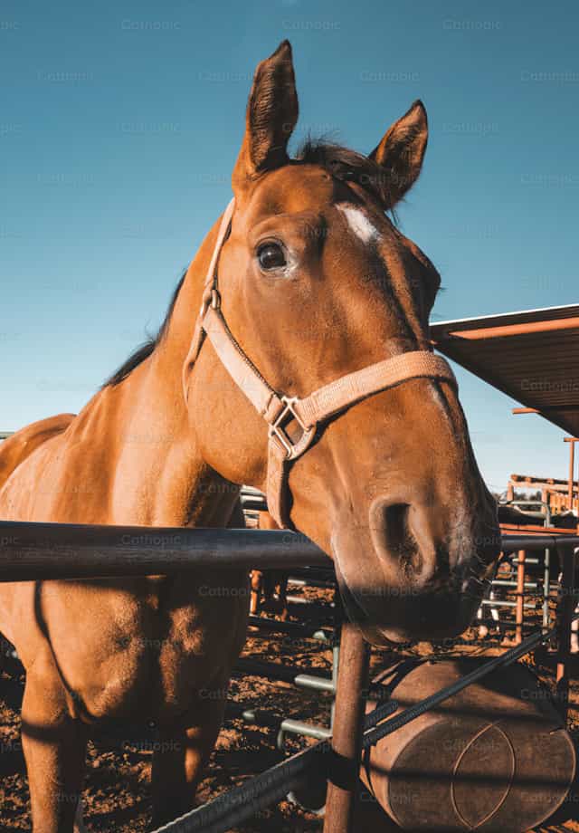 Caballo - Banco de imágenes católicas - Fotografía por Santiago de la Hoz