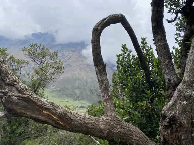 Árbol - Banco de imágenes católicas