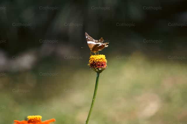 Borboleta e flor - Imagens católicas de stock