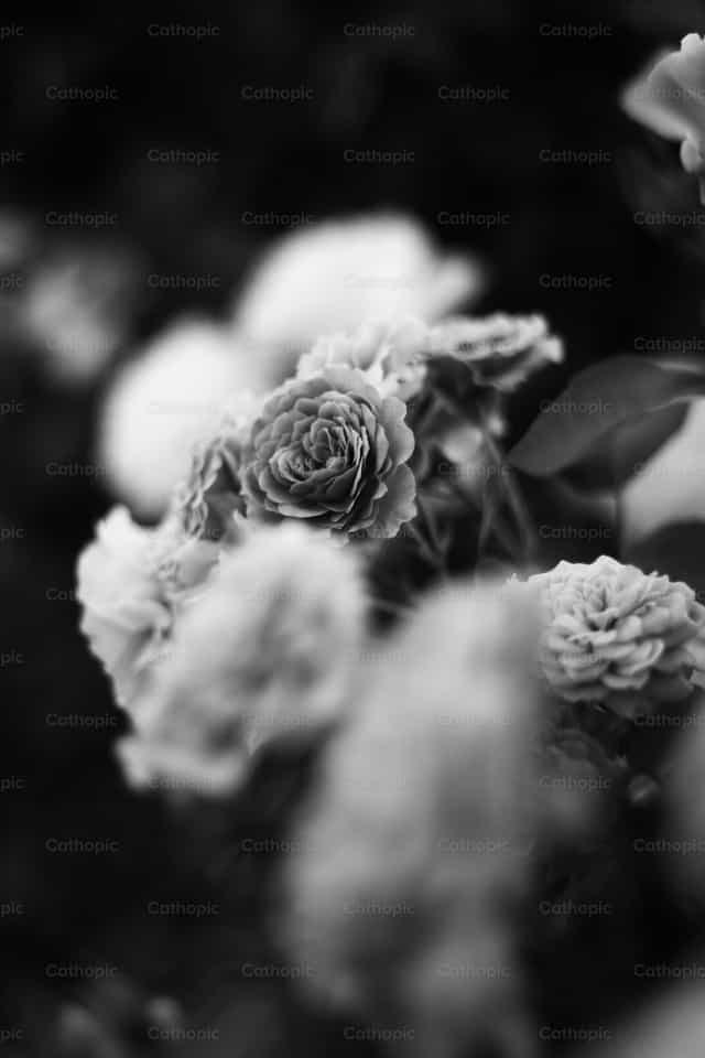Rose - Catholic stock images - Photo by Sergi Canal