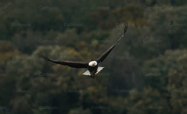Águila calva - Banco de imágenes católicas - Fotografía por Santiago de la Hoz