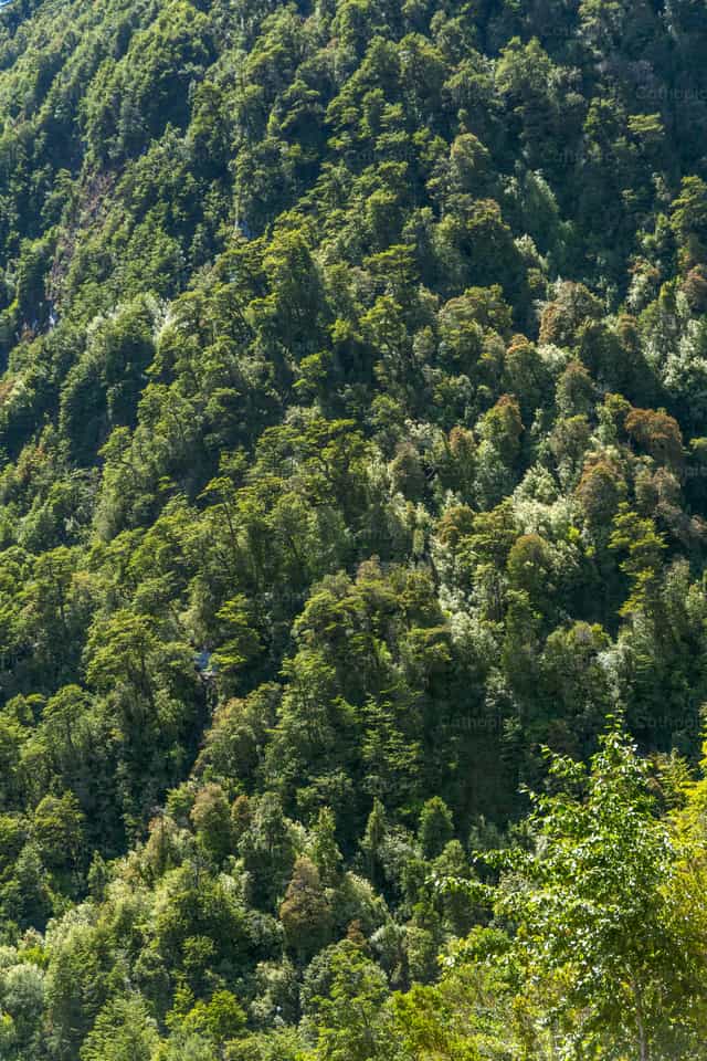 Foresta temperata della Patagonia cilena - Immagini stock cattoliche
