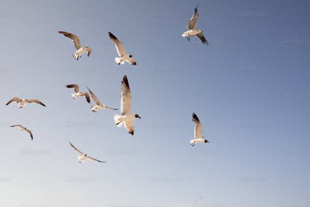 Un grupo de gaviotas en vuelo - Banco de imágenes católicas - Fotografía por Gerardo Juarez