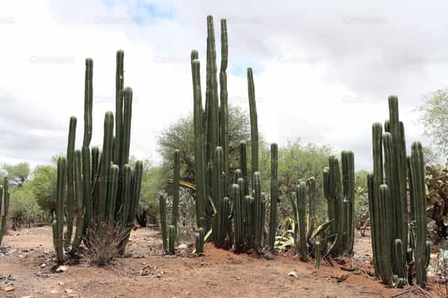 Tres cactus - Banco de imágenes católicas