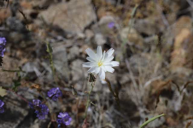 Desert Flower - Banco de imágenes católicas