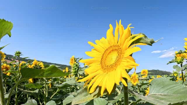 Sunflower - Catholic stock images