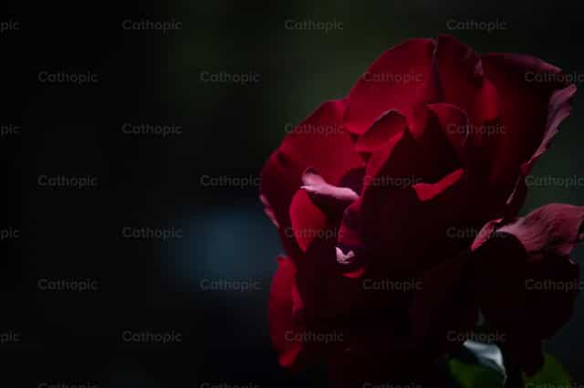 Rosa roja - Banco de imágenes católicas - Fotografía por Carolina BR