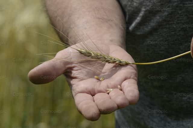Semillas de trigo - Banco de imágenes católicas - Fotografía por Titi Maciel Pérez