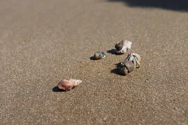 Zeeslakken in het zand - Katholieke stockfoto's