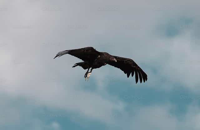 Vautour en vol - Images catholiques de stock