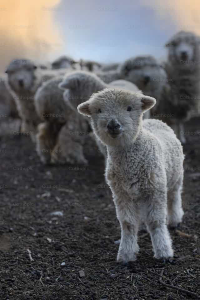 Cordeiro - Imagens católicas de stock - Foto de Titi Maciel Pérez