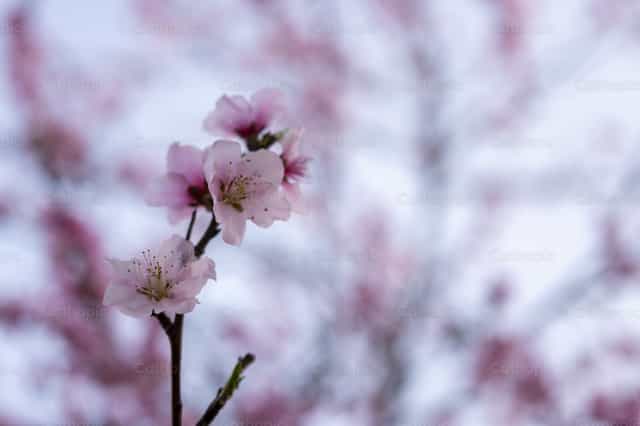 Flores de durazno - Banco de imágenes católicas - Fotografía por Titi Maciel Pérez