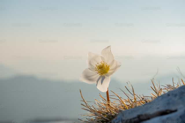 Flower in the mountain - Catholic stock images - Photo by Pierluigi Palazzi