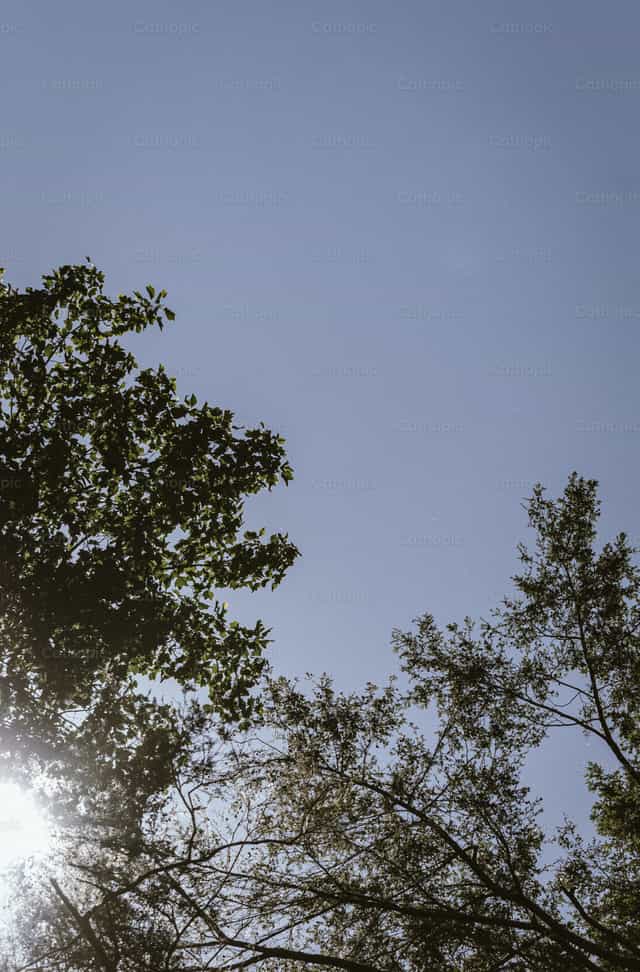 El sol entra por los árboles - Banco de imágenes católicas