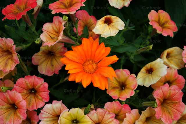 Caléndula naranja solitaria entre petunias pastel - Banco de imágenes católicas - Fotografía por James Speelman