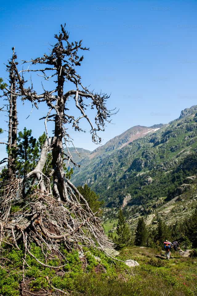 Montañas y arboles - Banco de imágenes católicas - Fotografía por José Ángel SH