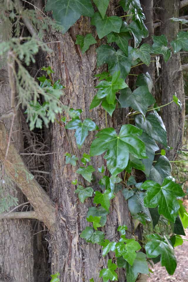 Tronco de arbol - Banco de imágenes católicas - Fotografía por Gloria Rubio
