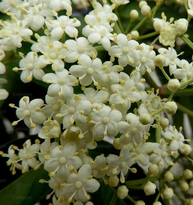 Weiße Holunderblüten - Katholische Stockfotos