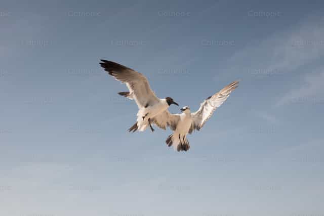 Dos gaviotas volando - Banco de imágenes católicas