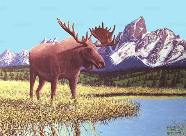 Alce perto dos Grand Teton - Imagens católicas de stock