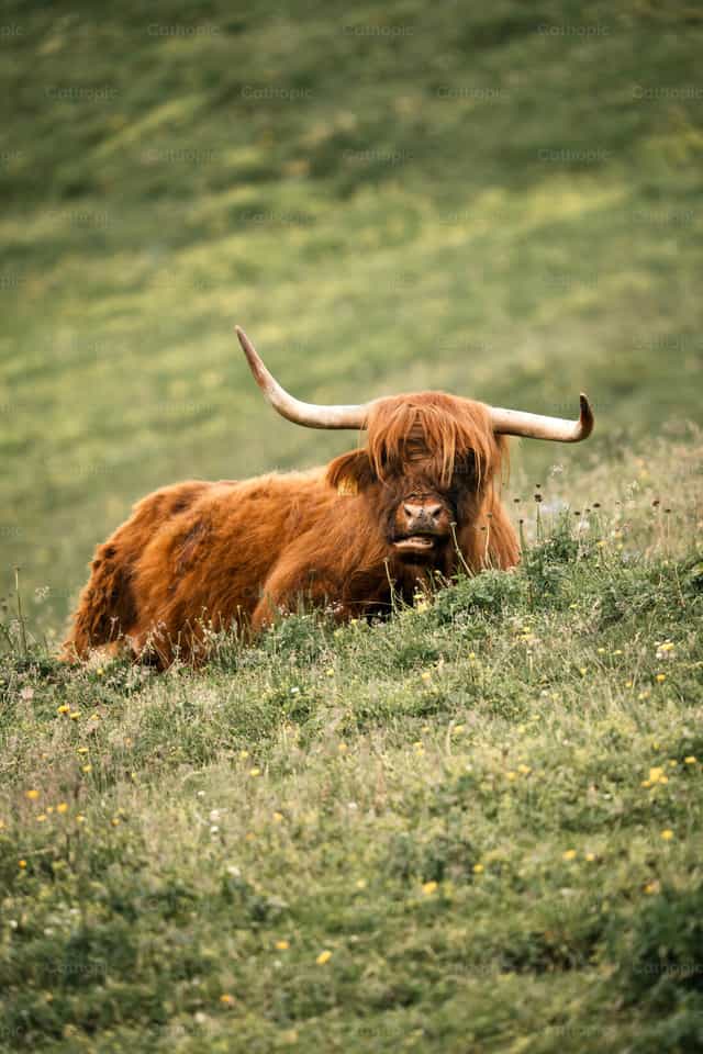Vaca de las Tierras Altas Marron - Banco de imágenes católicas - Fotografía por Santiago de la Hoz