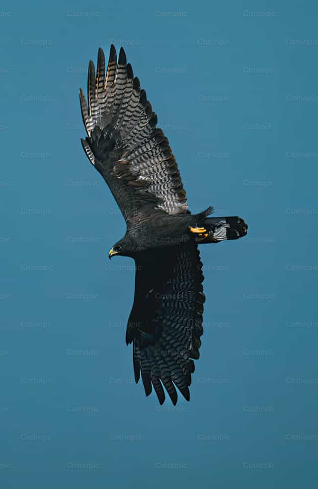 Halcon negro de Arizona - Banco de imágenes católicas - Fotografía por Santiago de la Hoz