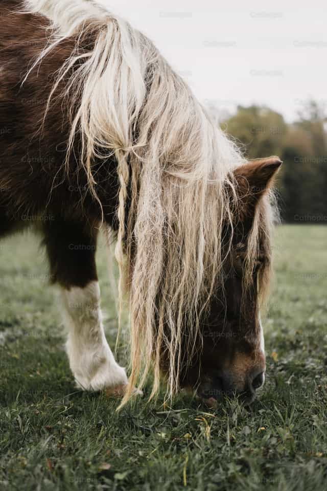 Ein kleines Pferd - Katholische Stockfotos