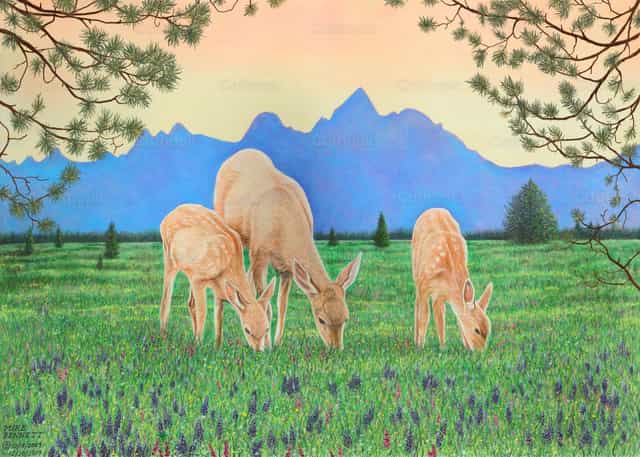 Hora de comer cerca de los Grand Tetons - Banco de imágenes católicas