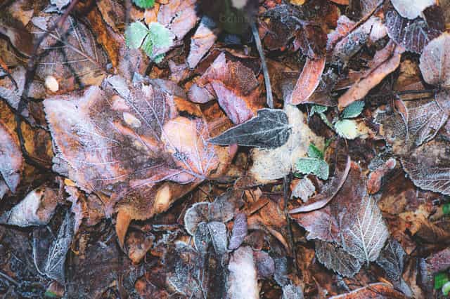 Primo piano di foglie autunnali brinate a terra durante la transizione all’inverno - Immagini stock cattoliche