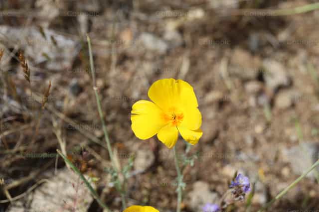 Desert Flower - Banco de imágenes católicas