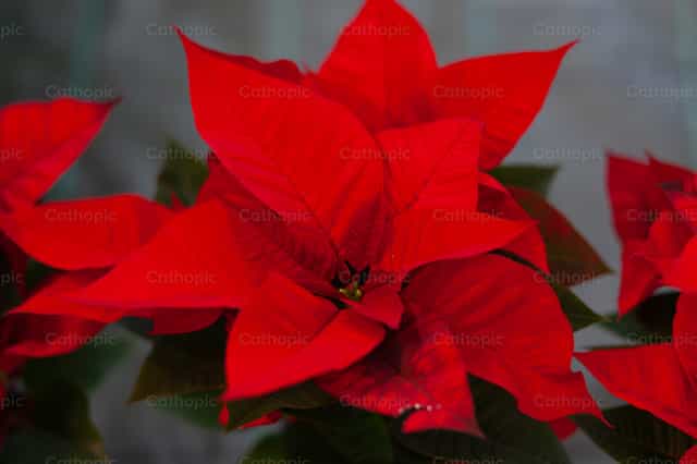 Flor de pascua roja, también conocida como flor de Navidad. - Banco de imágenes católicas - Fotografía por Antonio Gravante