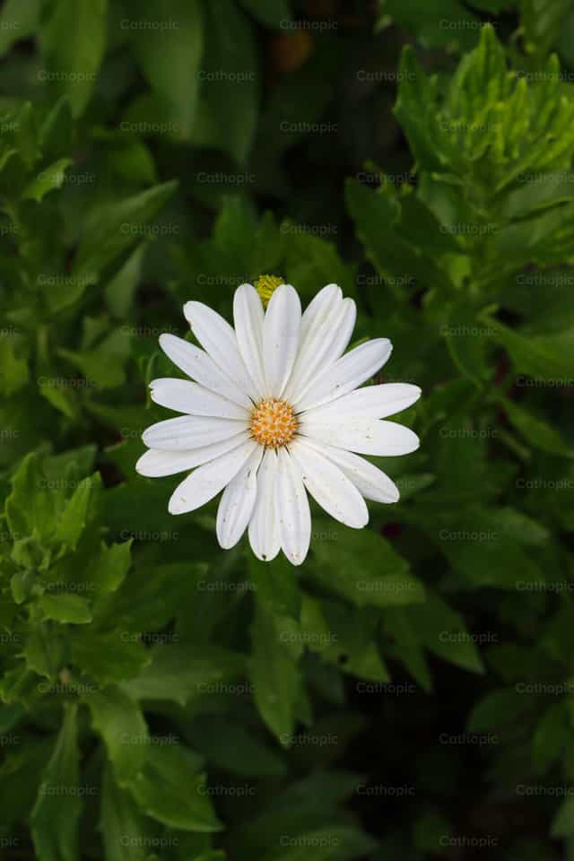 Flores - Banco de imágenes católicas - Fotografía por Frames Cristianos