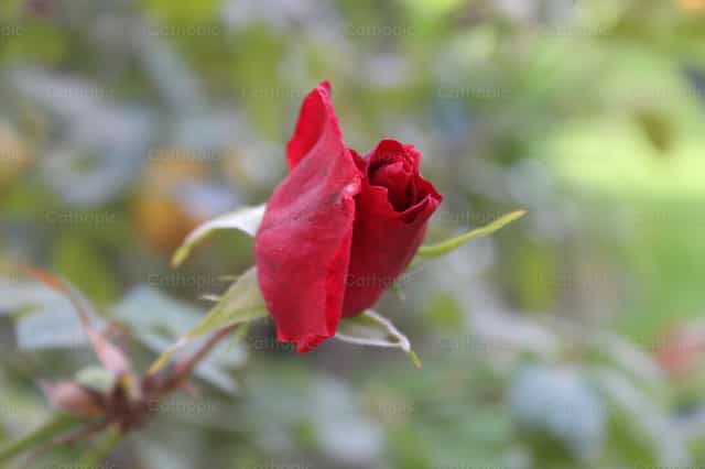 Rosa - Banco de imágenes católicas - Fotografía por Gloria Estela Oliva