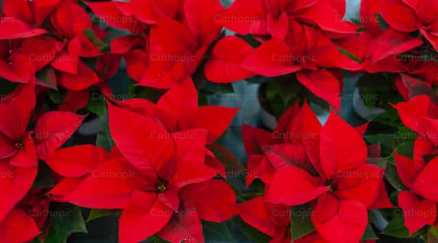 Flores de Nochebuena - Banco de imágenes católicas