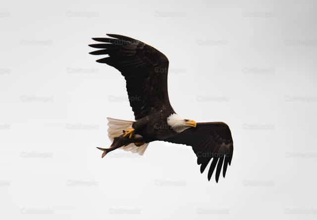 Águila calva - Banco de imágenes católicas - Fotografía por Santiago de la Hoz
