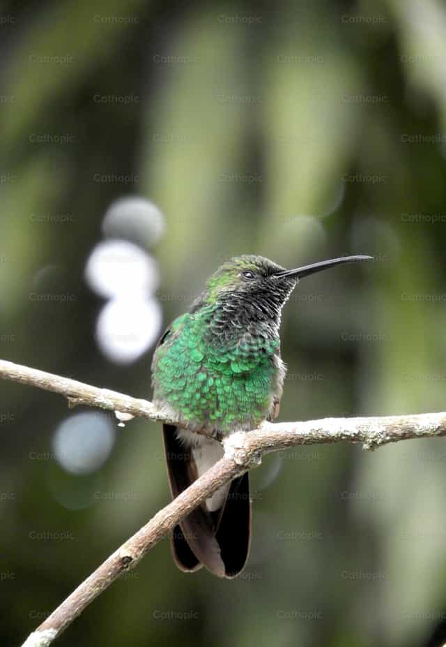 Hermoso colibrí verde esmeralda - Banco de imágenes católicas - Fotografía por Sandra Otalora